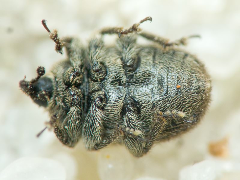 Rhinusa Stephens, 1831